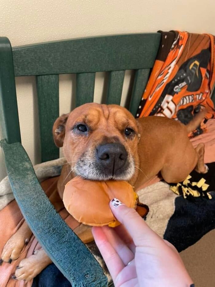 Wait Till You See Shelter Dogs Going Crazy Over Burgers—44 Pics That Melted Our Hearts