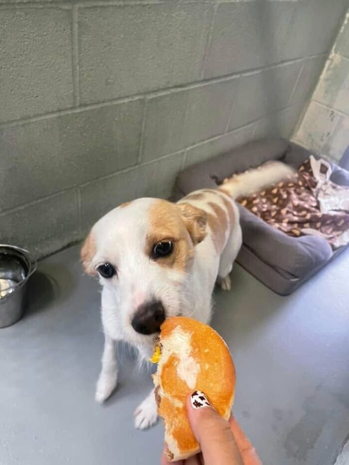 Wait Till You See Shelter Dogs Going Crazy Over Burgers—44 Pics That Melted Our Hearts