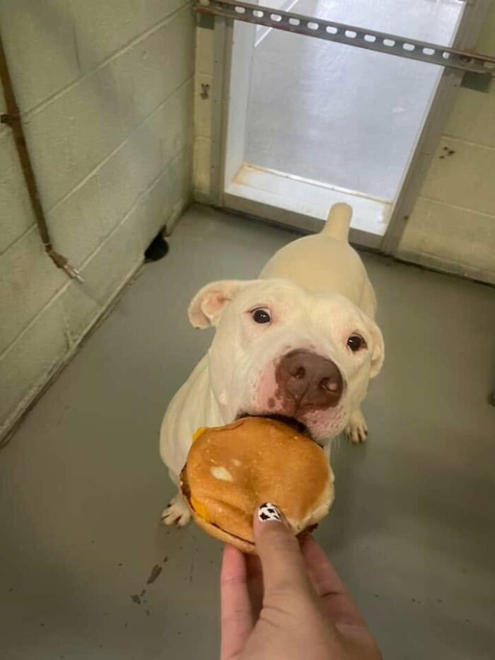 Wait Till You See Shelter Dogs Going Crazy Over Burgers—44 Pics That Melted Our Hearts