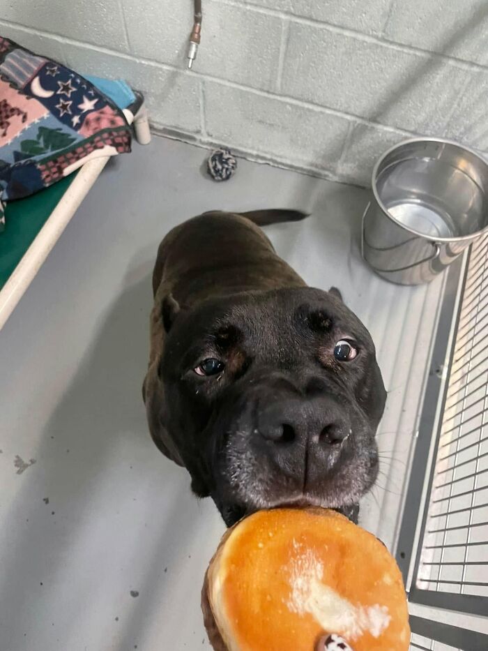 Wait Till You See Shelter Dogs Going Crazy Over Burgers—44 Pics That Melted Our Hearts
