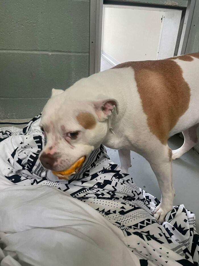 Wait Till You See Shelter Dogs Going Crazy Over Burgers—44 Pics That Melted Our Hearts