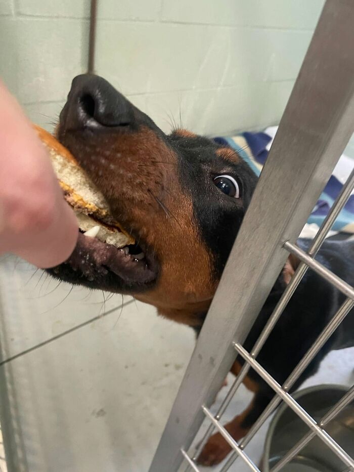 Wait Till You See Shelter Dogs Going Crazy Over Burgers—44 Pics That Melted Our Hearts