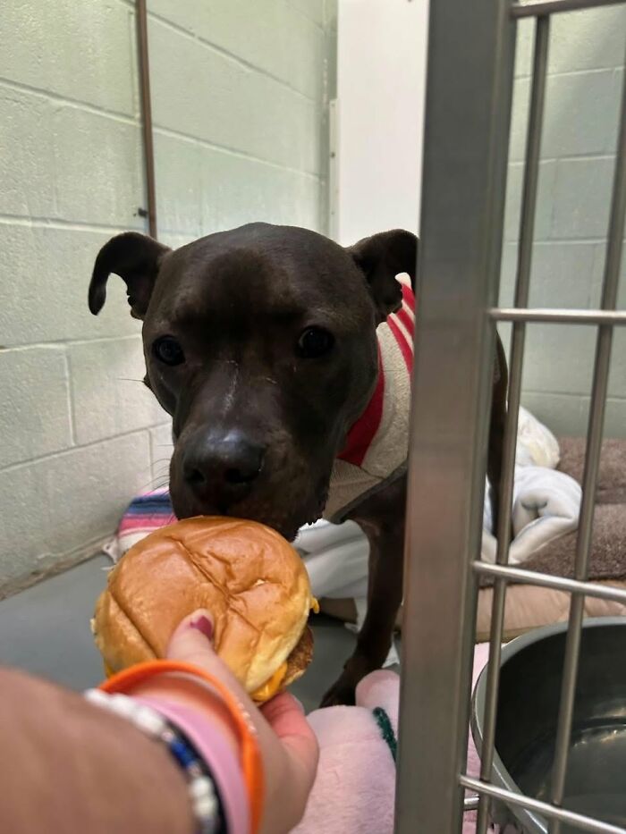 Wait Till You See Shelter Dogs Going Crazy Over Burgers—44 Pics That Melted Our Hearts