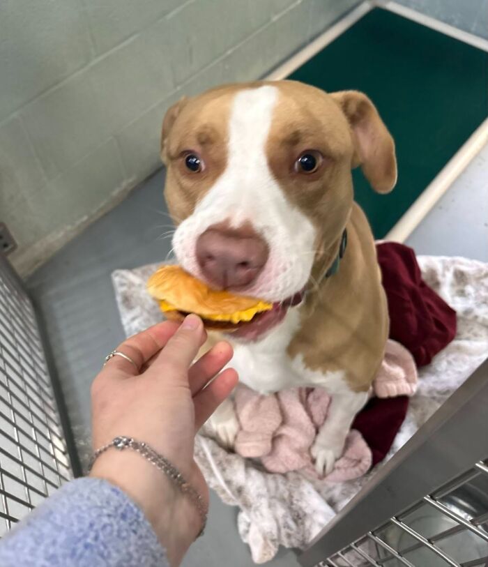 Wait Till You See Shelter Dogs Going Crazy Over Burgers—44 Pics That Melted Our Hearts