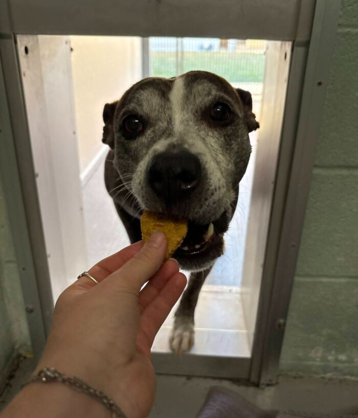 Wait Till You See Shelter Dogs Going Crazy Over Burgers—44 Pics That Melted Our Hearts