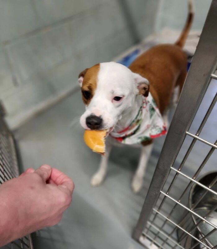 Wait Till You See Shelter Dogs Going Crazy Over Burgers—44 Pics That Melted Our Hearts