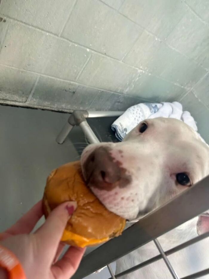 Wait Till You See Shelter Dogs Going Crazy Over Burgers—44 Pics That Melted Our Hearts