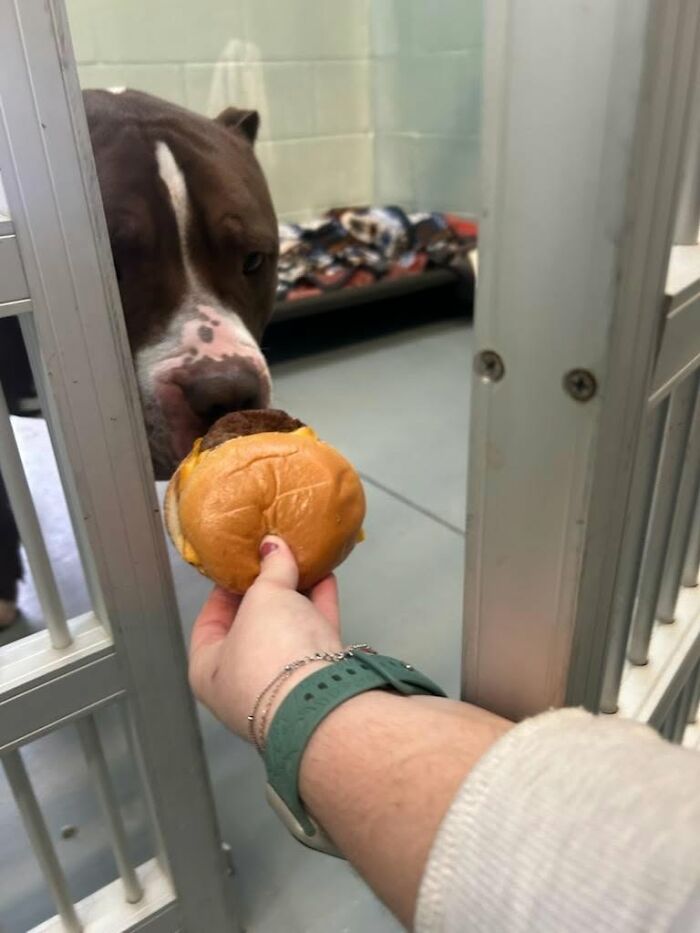 Wait Till You See Shelter Dogs Going Crazy Over Burgers—44 Pics That Melted Our Hearts