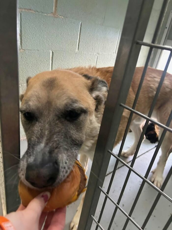 Wait Till You See Shelter Dogs Going Crazy Over Burgers—44 Pics That Melted Our Hearts
