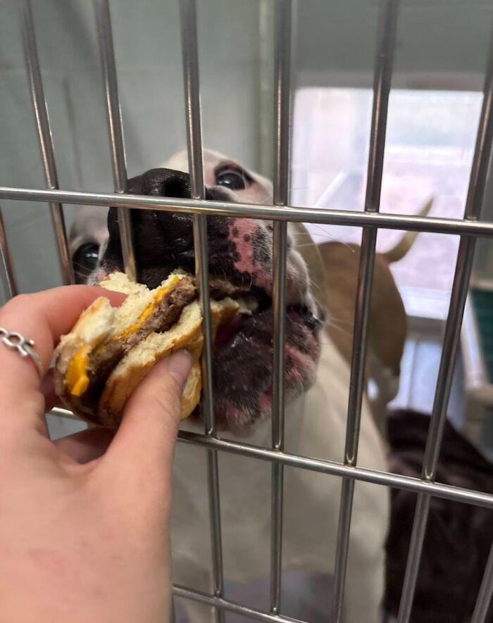 Wait Till You See Shelter Dogs Going Crazy Over Burgers—44 Pics That Melted Our Hearts