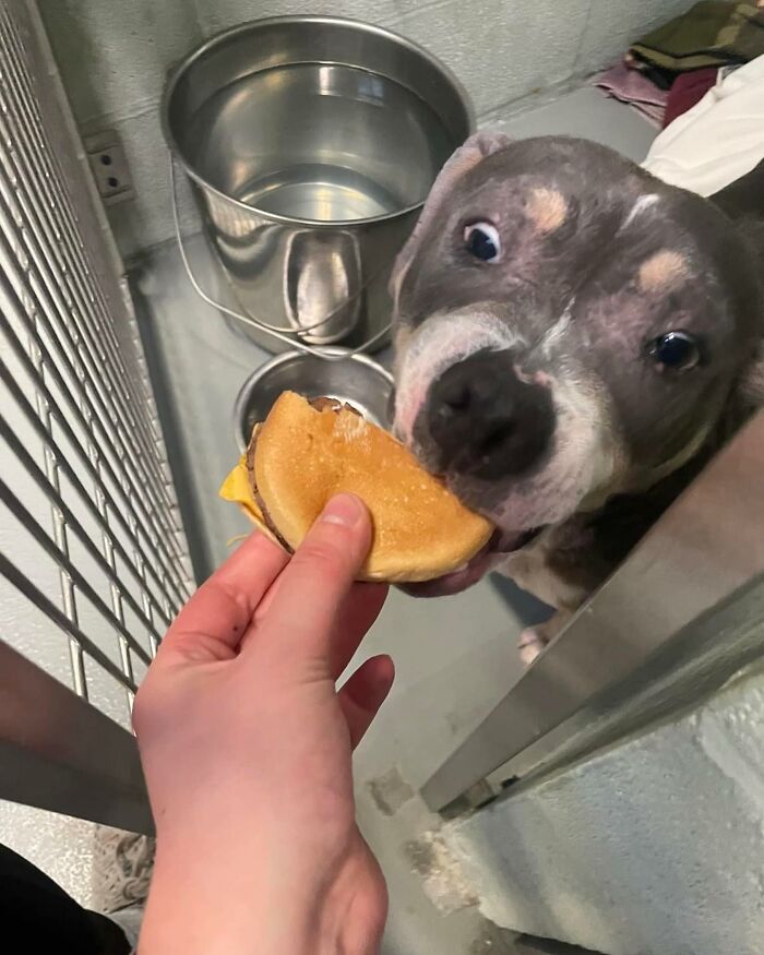Wait Till You See Shelter Dogs Going Crazy Over Burgers—44 Pics That Melted Our Hearts