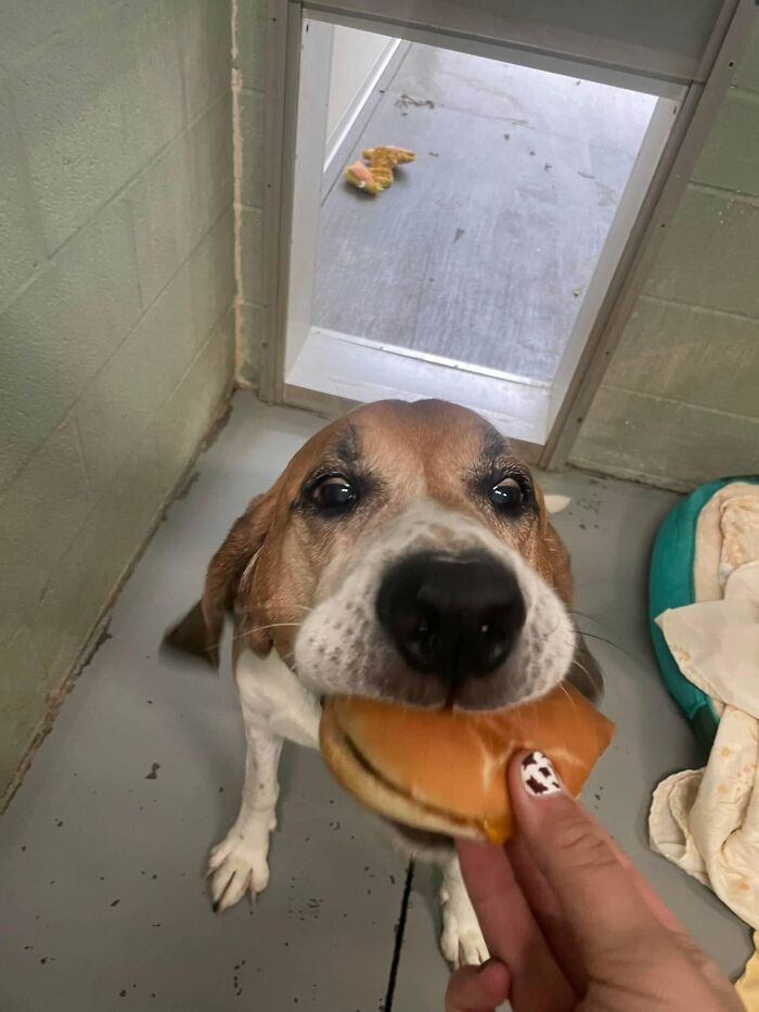 Wait Till You See Shelter Dogs Going Crazy Over Burgers—44 Pics That Melted Our Hearts