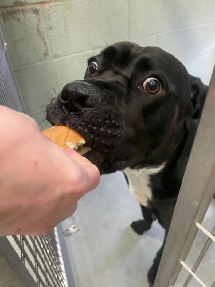 Wait Till You See Shelter Dogs Going Crazy Over Burgers—44 Pics That Melted Our Hearts