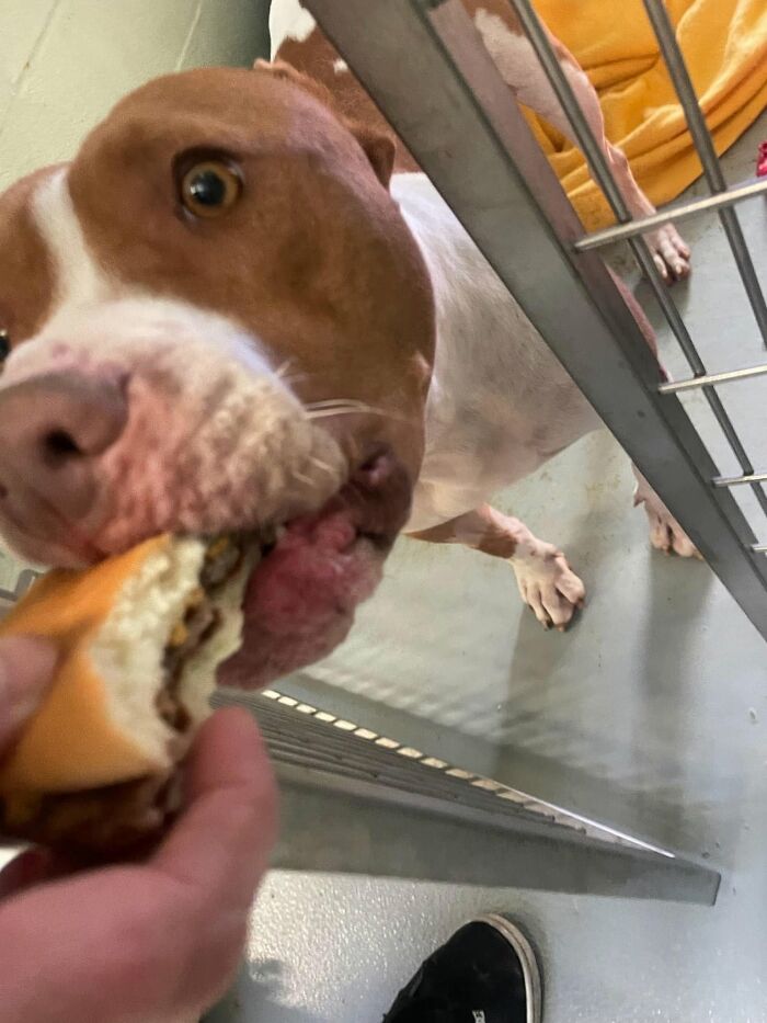 Wait Till You See Shelter Dogs Going Crazy Over Burgers—44 Pics That Melted Our Hearts