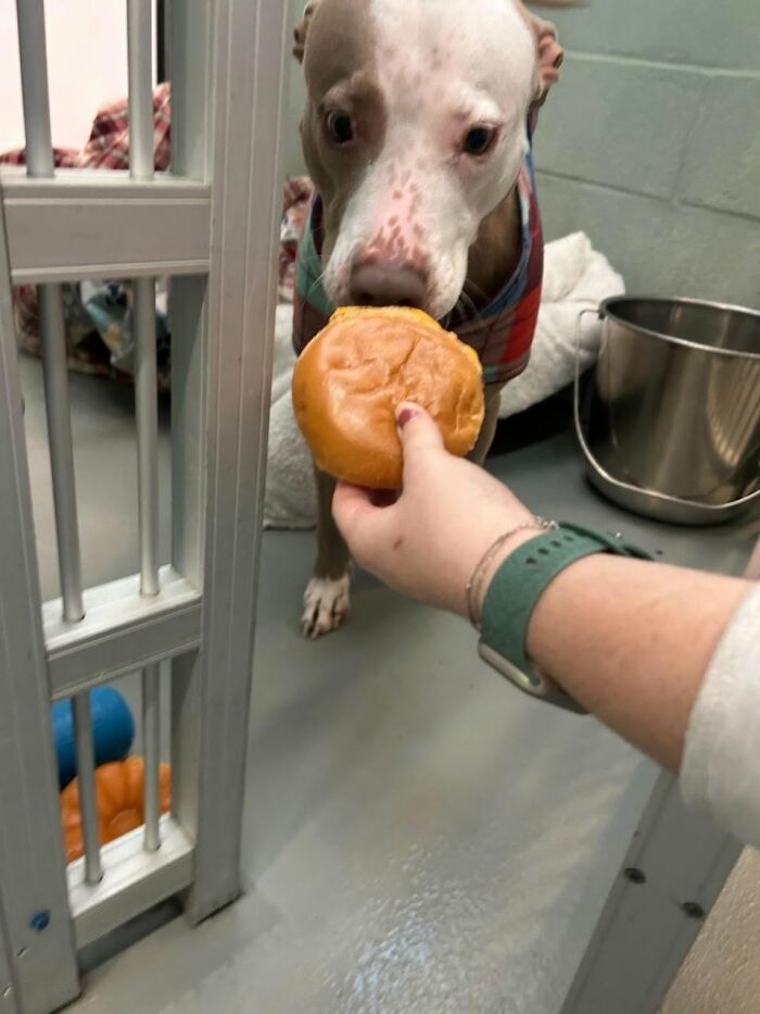 Wait Till You See Shelter Dogs Going Crazy Over Burgers—44 Pics That Melted Our Hearts