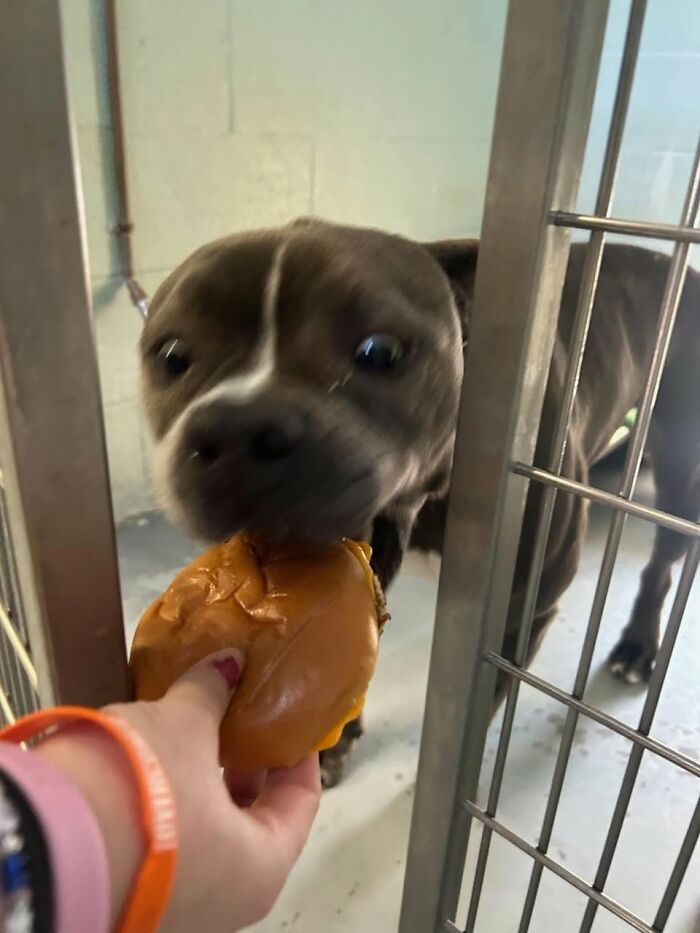 Wait Till You See Shelter Dogs Going Crazy Over Burgers—44 Pics That Melted Our Hearts