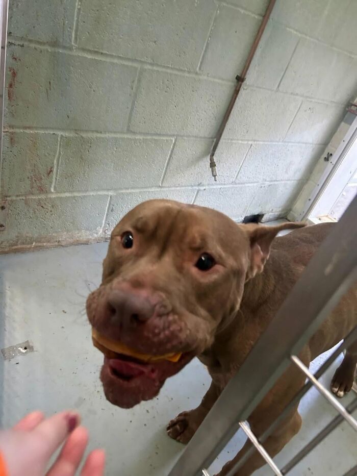 Wait Till You See Shelter Dogs Going Crazy Over Burgers—44 Pics That Melted Our Hearts