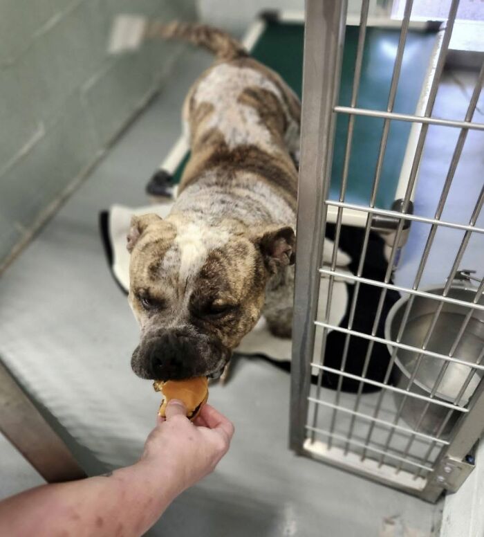 Wait Till You See Shelter Dogs Going Crazy Over Burgers—44 Pics That Melted Our Hearts