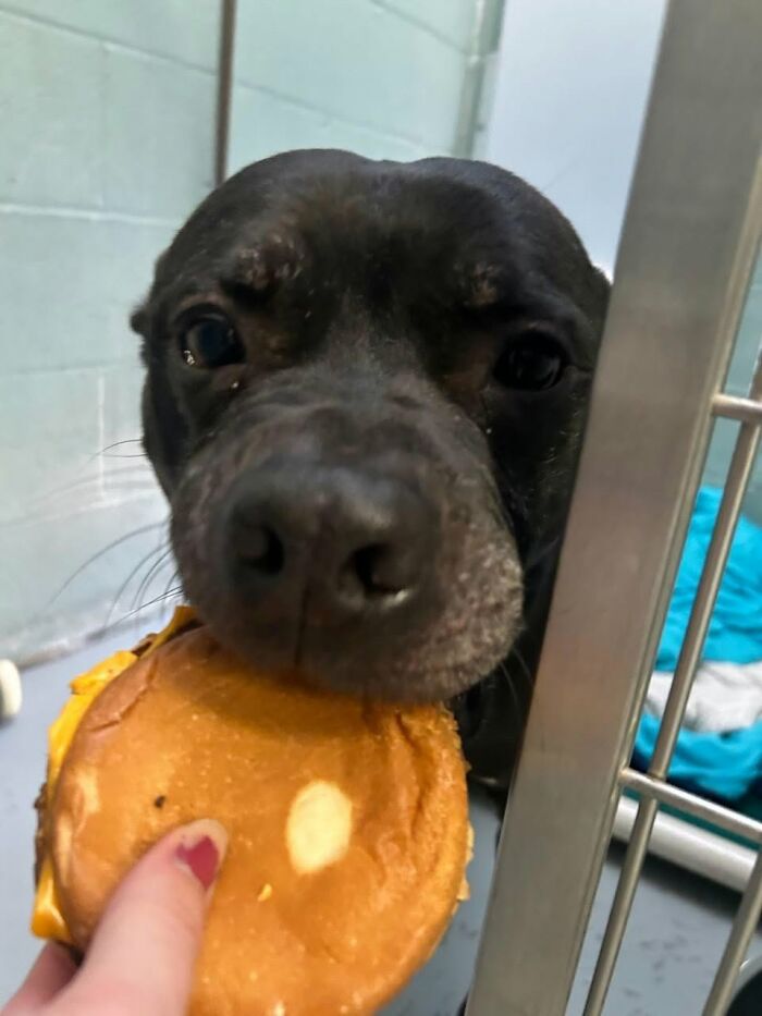 Wait Till You See Shelter Dogs Going Crazy Over Burgers—44 Pics That Melted Our Hearts