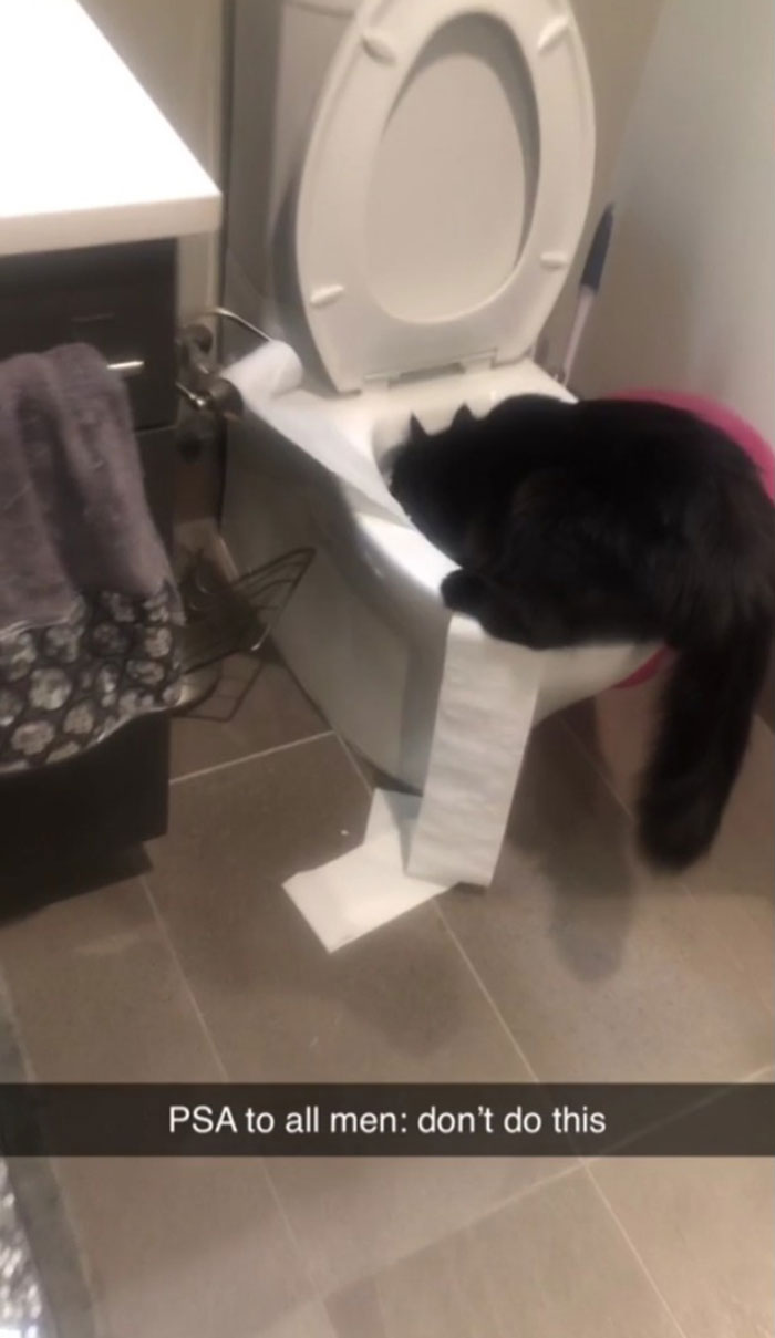 Leaves Toilet Seat Up, And The Cat Does THIS With The Toilet Paper