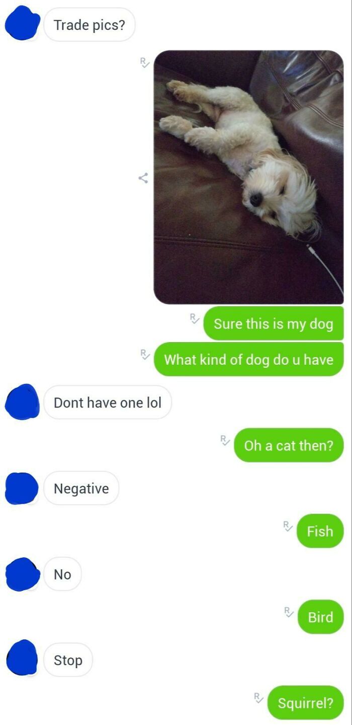 Who Doesn’t Have a Dog? Seriously.