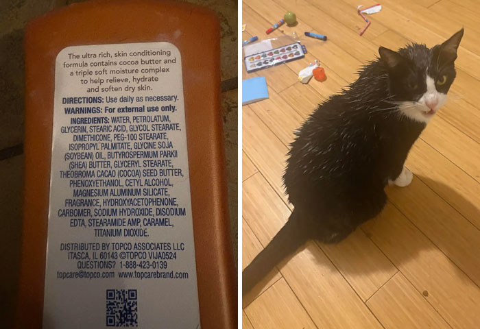 4-Year-Old Decides Cat Needs a Spa Day (With Human Lotion)