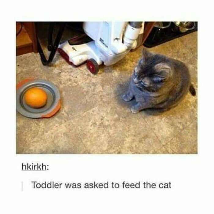 Oranges? Not For Cats, Thank You!