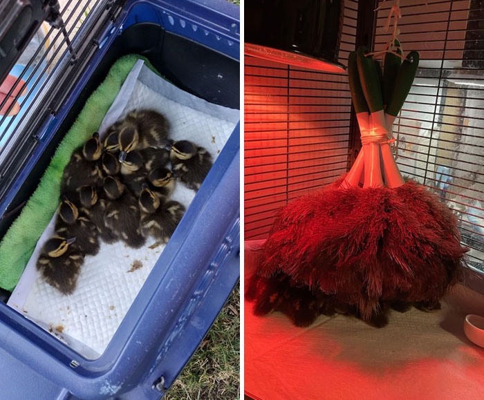 Duckling Drama: Kids Chaos Causes Feathered Family Mayhem