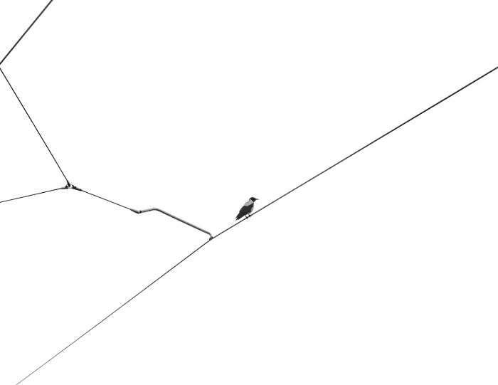"Wired Solitude" By Sivan Swisa (Honorable Mention)