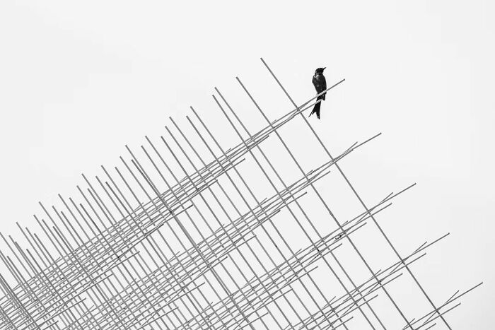 "Repose" By Kuolun Hsu (Honorable Mention)