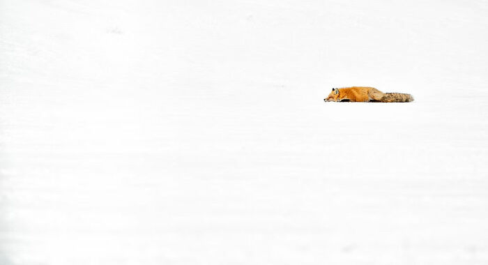 "Sleeping Fox" By Charles Janson (3rd Place)