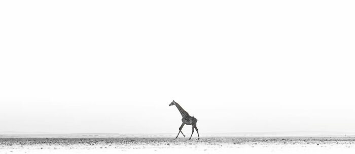 "White Noise" By Venkat Iyer (Honorable Mention)