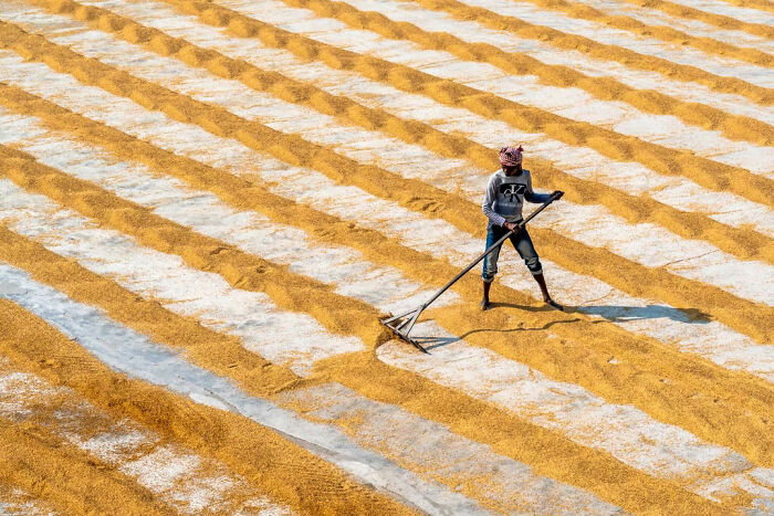 "Paddy Rice Processing Worker" By Saurabh Sirohiya (Honorable Mention)