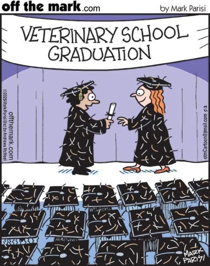 36 Hilarious Cat Comics That Nail All Those Weird Little Things Cats Do