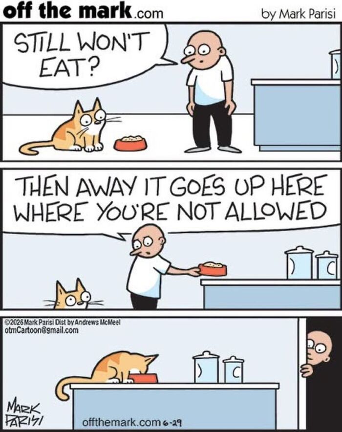 36 Hilarious Cat Comics That Nail All Those Weird Little Things Cats Do