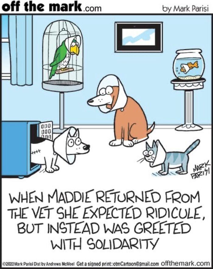 36 Hilarious Cat Comics That Nail All Those Weird Little Things Cats Do