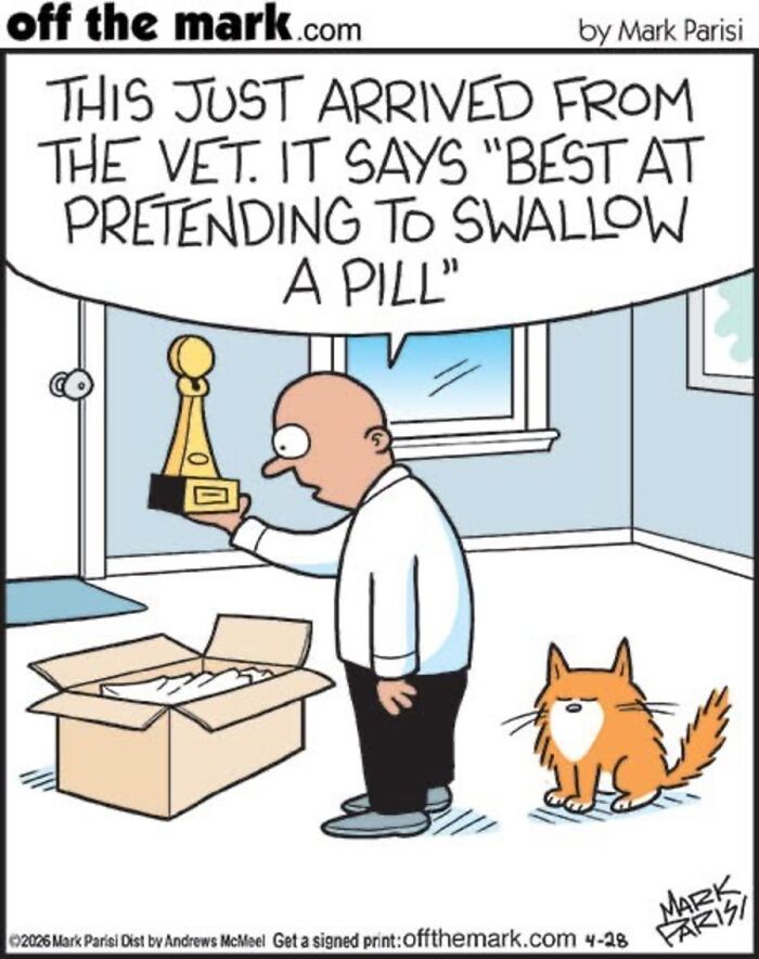 36 Hilarious Cat Comics That Nail All Those Weird Little Things Cats Do