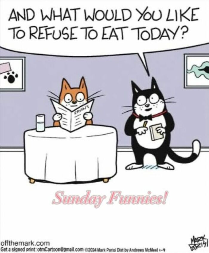 36 Hilarious Cat Comics That Nail All Those Weird Little Things Cats Do