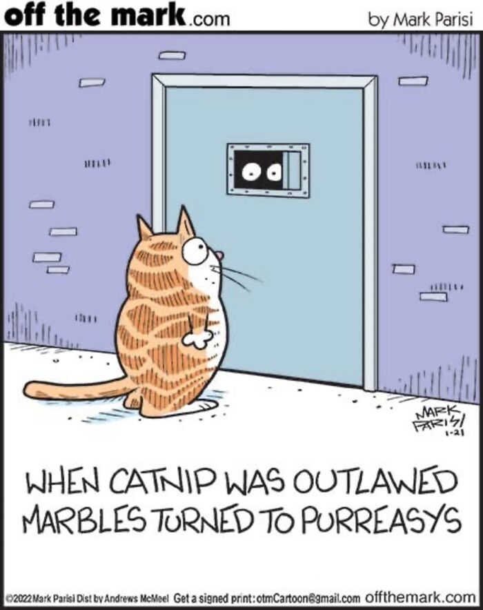 36 Hilarious Cat Comics That Nail All Those Weird Little Things Cats Do