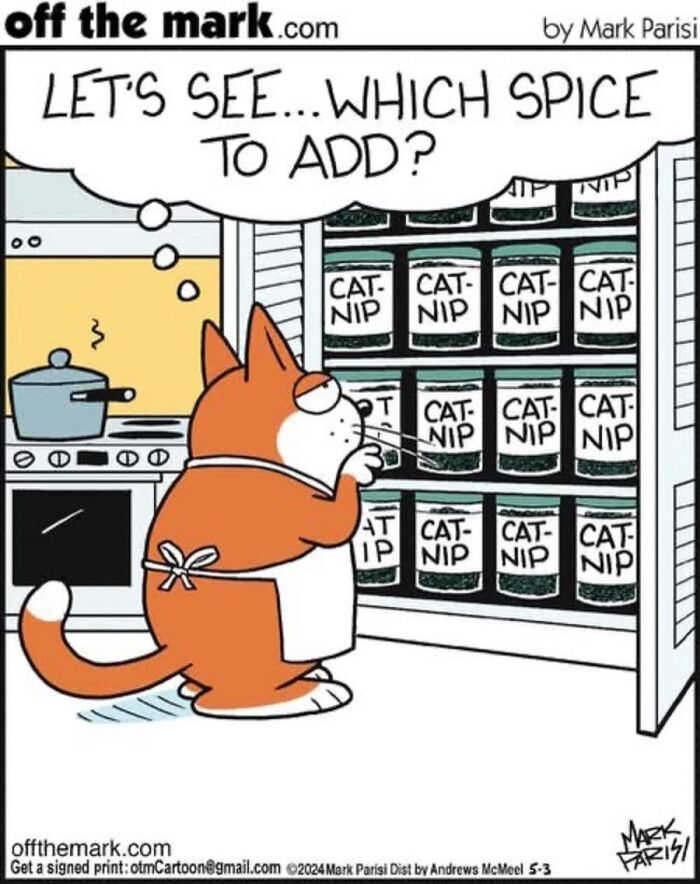 36 Hilarious Cat Comics That Nail All Those Weird Little Things Cats Do