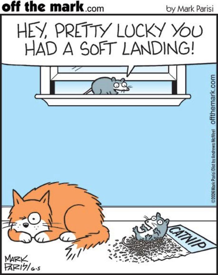 36 Hilarious Cat Comics That Nail All Those Weird Little Things Cats Do