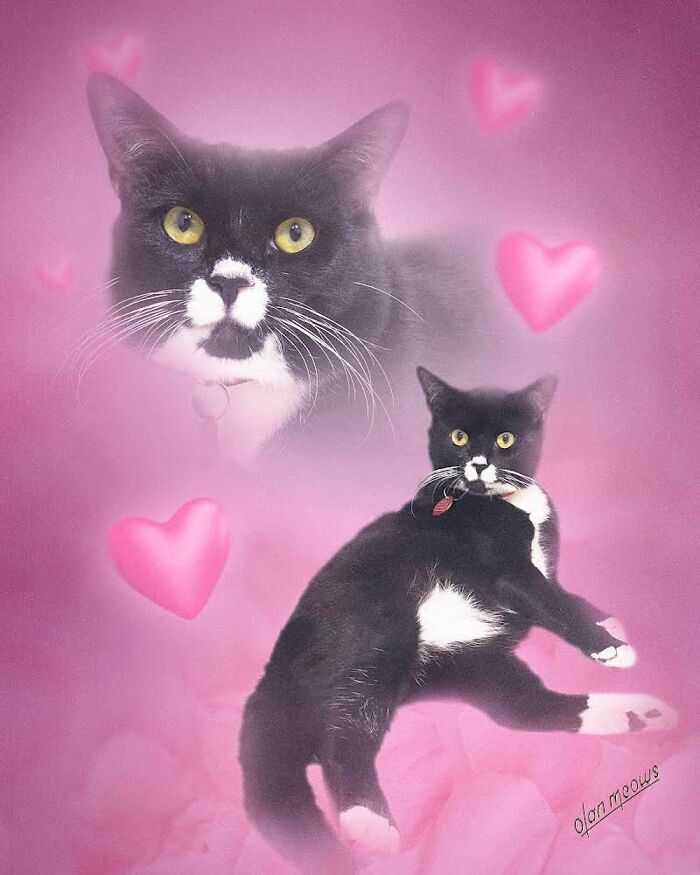 Wait Till You See These Wildly Awesome Retro Pet Portraits!
