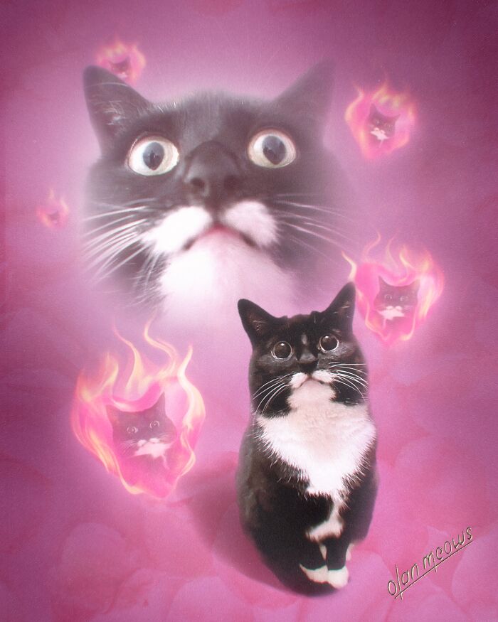 Wait Till You See These Wildly Awesome Retro Pet Portraits!