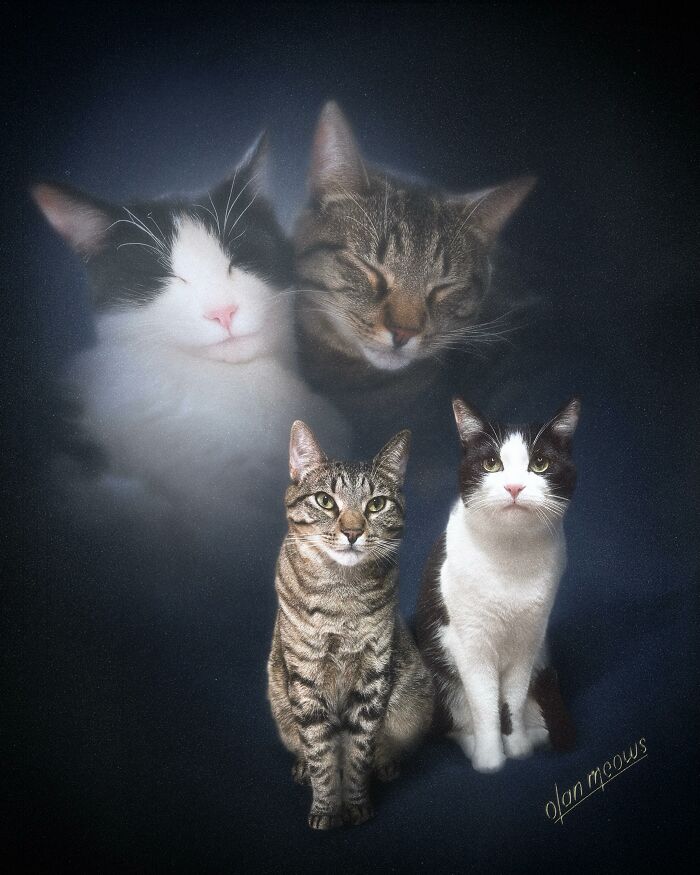 Wait Till You See These Wildly Awesome Retro Pet Portraits!
