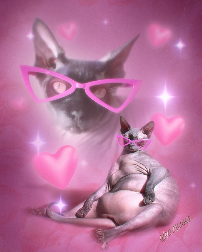 Wait Till You See These Wildly Awesome Retro Pet Portraits!
