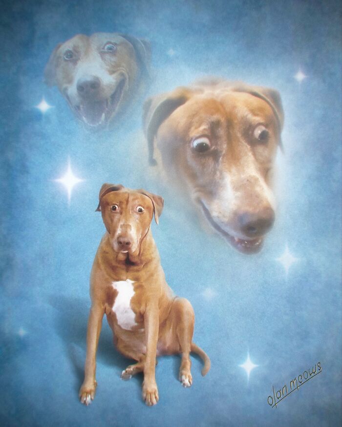 Wait Till You See These Wildly Awesome Retro Pet Portraits!