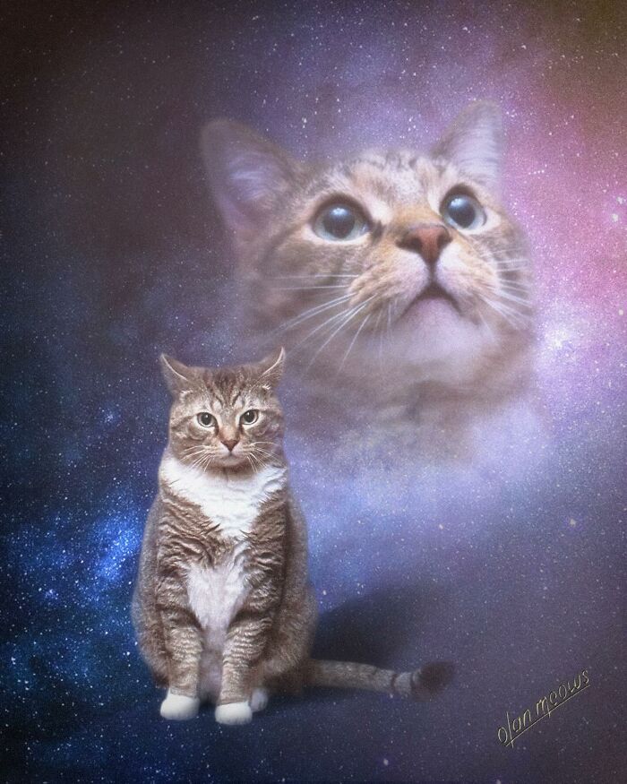 Wait Till You See These Wildly Awesome Retro Pet Portraits!