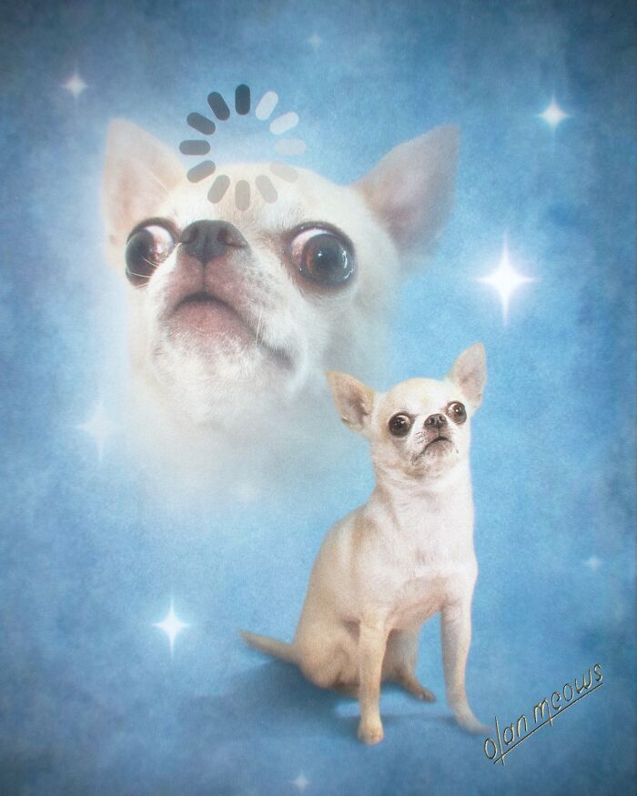 Wait Till You See These Wildly Awesome Retro Pet Portraits!