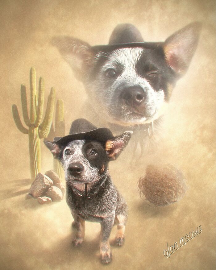 Wait Till You See These Wildly Awesome Retro Pet Portraits!