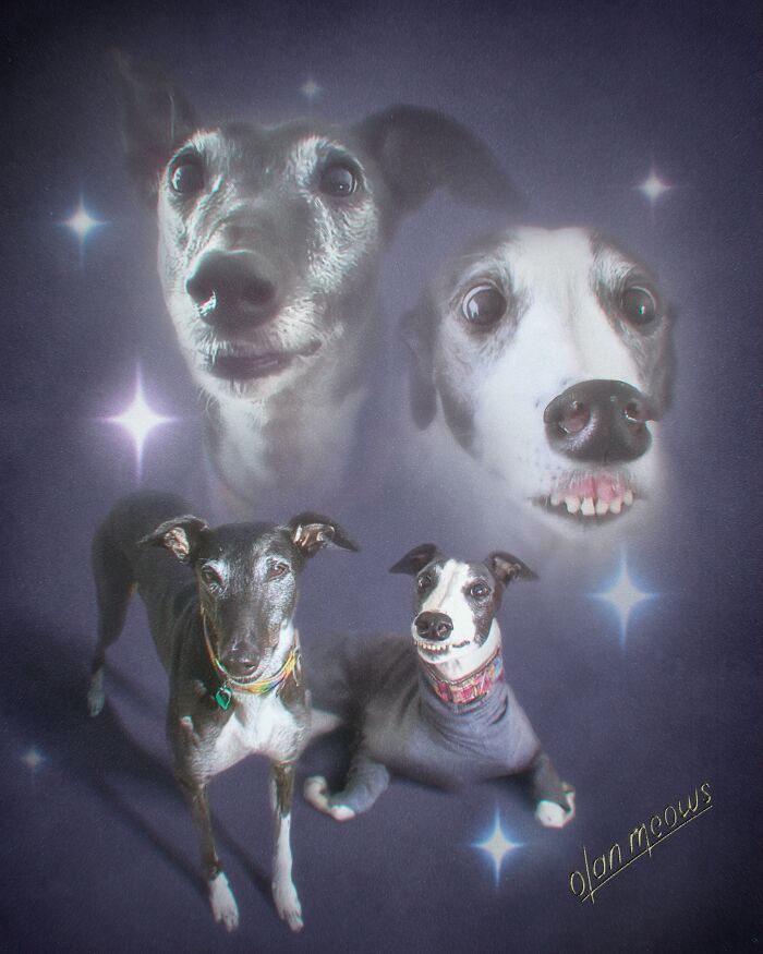 Wait Till You See These Wildly Awesome Retro Pet Portraits!